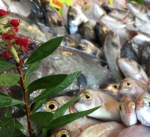 Hulya Nin Yeri Turgutreis Bodrum